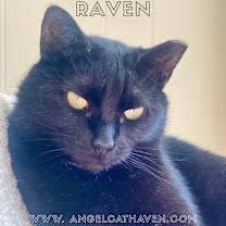 Thumbnail photo of Raven #1