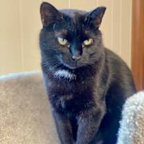 Thumbnail photo of Raven #3