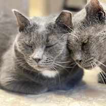 Thumbnail photo of Big Papi #3