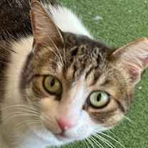 Thumbnail photo of Willow #1