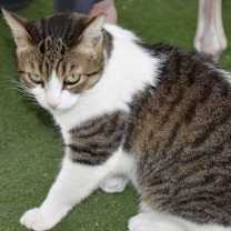 Thumbnail photo of Willow #3