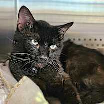 Thumbnail photo of Bullet #4