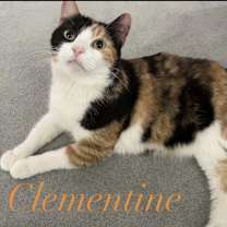 Thumbnail photo of Clementine #1