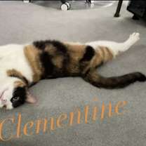 Thumbnail photo of Clementine #2