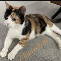 Thumbnail photo of Clementine #3