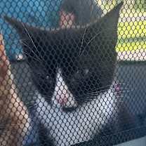 Thumbnail photo of Nani #3