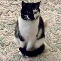 Thumbnail photo of Mystique #1