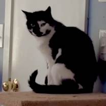 Thumbnail photo of Mystique #2