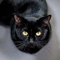 Thumbnail photo of Toothless #1