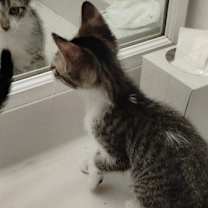 Thumbnail photo of Tobby - Center #2