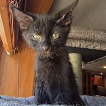 Thumbnail photo of *Mako #3