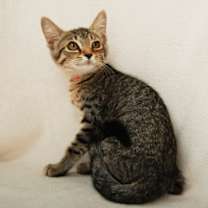 Thumbnail photo of Sour Patch #3