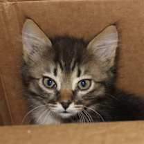 Thumbnail photo of Finn #3