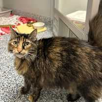 Thumbnail photo of Ziggy #1