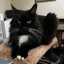 Thumbnail photo of MITTENS now HANA #1