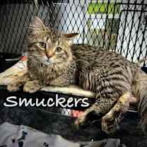 Thumbnail photo of Smuckers #1