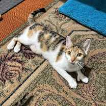 Thumbnail photo of Thumb-alina #2