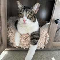 Thumbnail photo of Ana 4617 #2