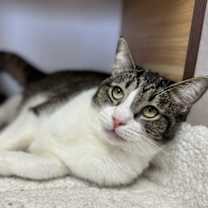 Thumbnail photo of Ana 4617 #4