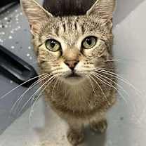 Thumbnail photo of Aurora #1