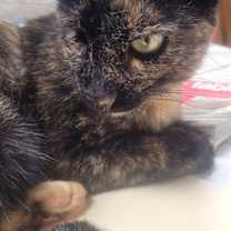 Thumbnail photo of Cassie #2