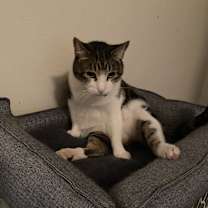 Thumbnail photo of Oliver #4