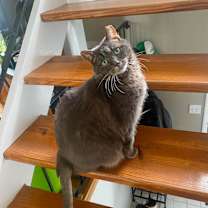 Thumbnail photo of Fannie #3