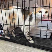 Thumbnail photo of Precious #1