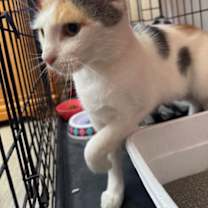 Thumbnail photo of Precious #2