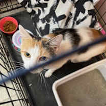 Thumbnail photo of Precious #3