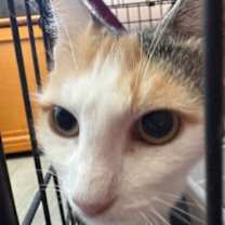 Thumbnail photo of Precious #4