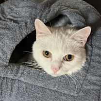 Thumbnail photo of Snowflake #3