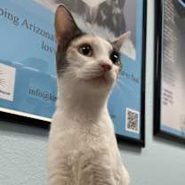 Thumbnail photo of Cupcake #2