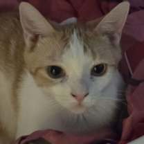 Thumbnail photo of Macaroni #2