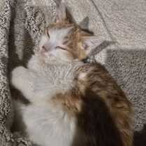 Thumbnail photo of Macaroni #3