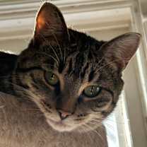 Thumbnail photo of Kira #2