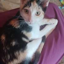 Thumbnail photo of Phoebe #2