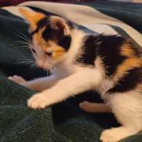 Thumbnail photo of Phoebe #3