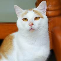 Thumbnail photo of Yonah #1