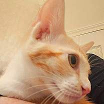 Thumbnail photo of Keats #4