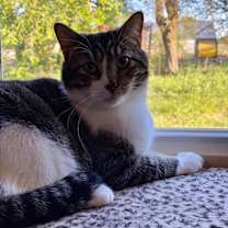 Thumbnail photo of Magnum #3