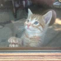 Thumbnail photo of Firestar #2