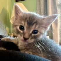 Thumbnail photo of Princess #2