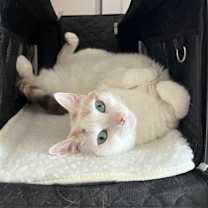 Thumbnail photo of Fes #1