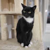 Thumbnail photo of Pizza #2