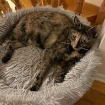 Thumbnail photo of Rosa 2 #3