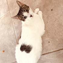 Thumbnail photo of Biscuit 4 #1