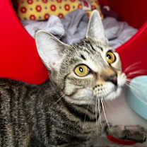 Thumbnail photo of Dominicka #2