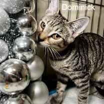 Thumbnail photo of Dominicka #3