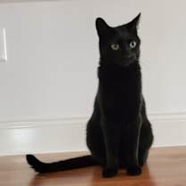 Thumbnail photo of Spicy #1